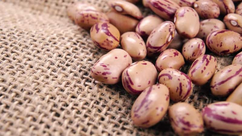 خرید و قیمت لوبیا چیتی ابلق + فروش عمده